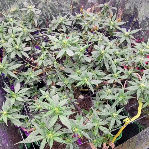 Sky OG. growlog timeline photo