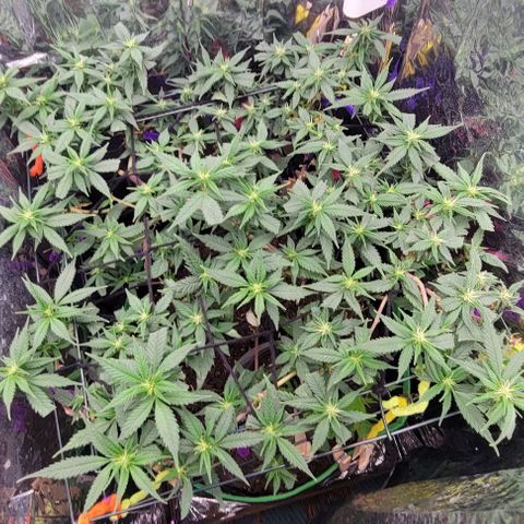 Sky OG. growlog timeline photo