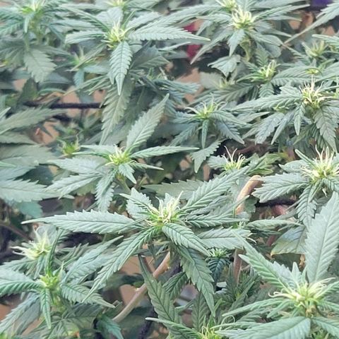 Sky OG. growlog timeline photo