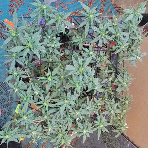 Sky OG. growlog timeline photo