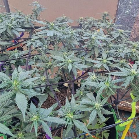 Sky OG. growlog timeline photo