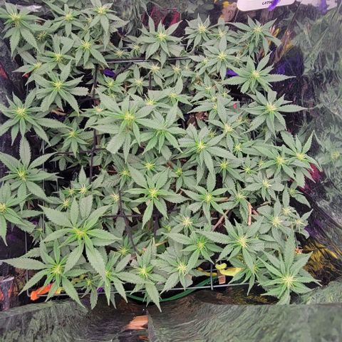 Sky OG. growlog timeline photo