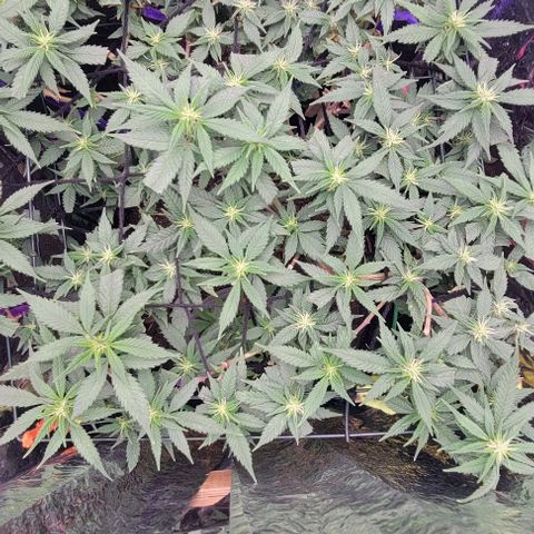 Sky OG. growlog timeline photo