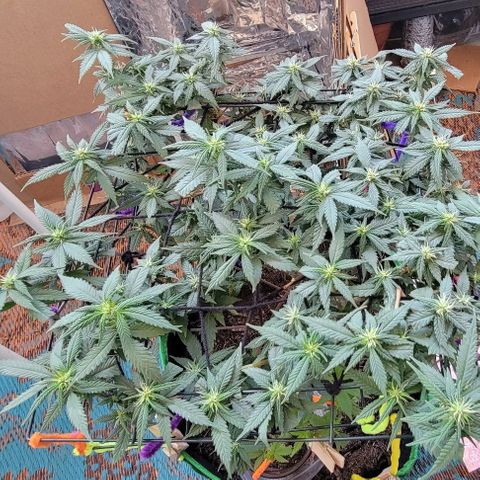 Sky OG. growlog timeline photo