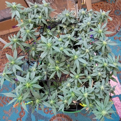 Sky OG. growlog timeline photo