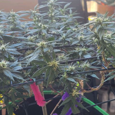 Sky OG. growlog timeline photo
