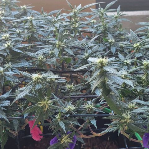 Sky OG. growlog timeline photo