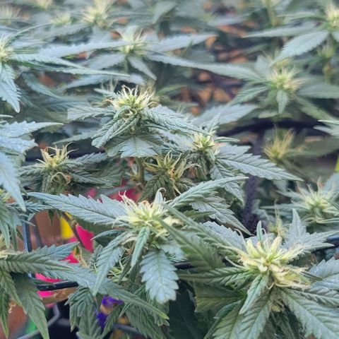 Sky OG. growlog timeline photo