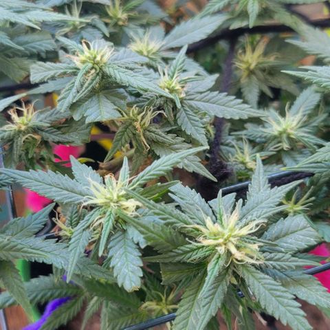 Sky OG. growlog timeline photo
