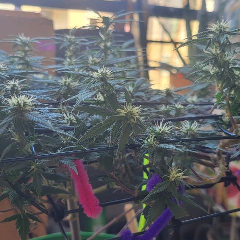 Sky OG. growlog timeline photo