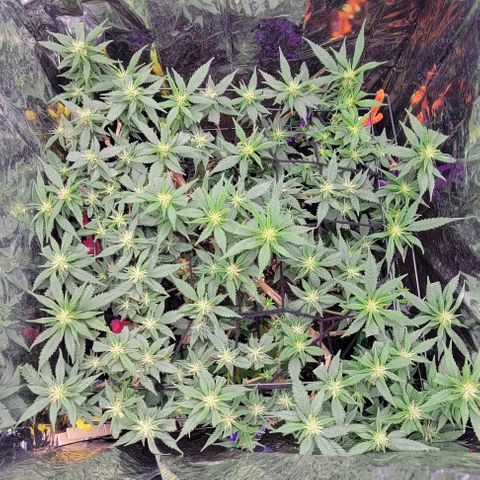Sky OG. growlog timeline photo