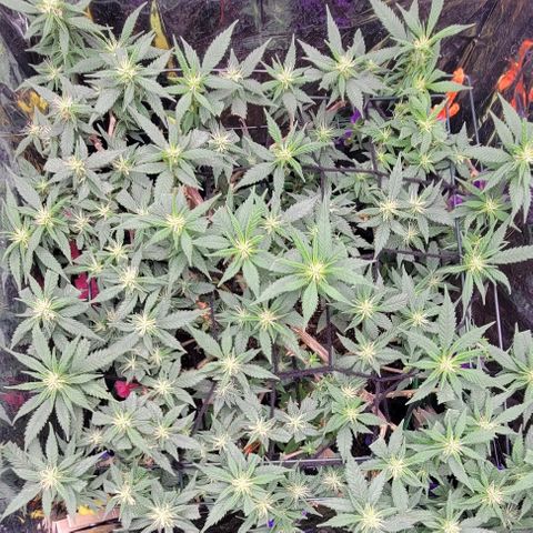 Sky OG. growlog timeline photo