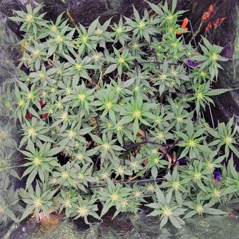 Sky OG. growlog timeline photo