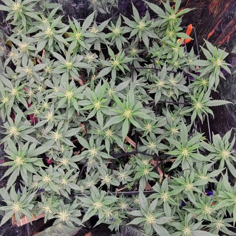 Sky OG. growlog timeline photo