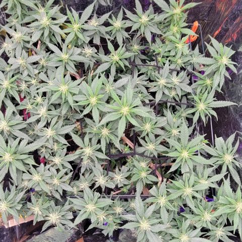 Sky OG. growlog timeline photo