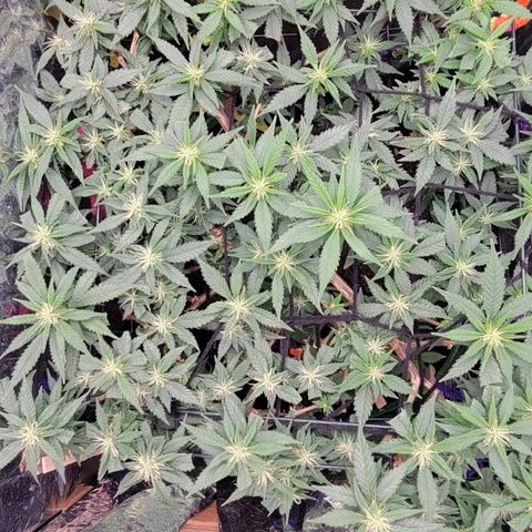Sky OG. growlog timeline photo