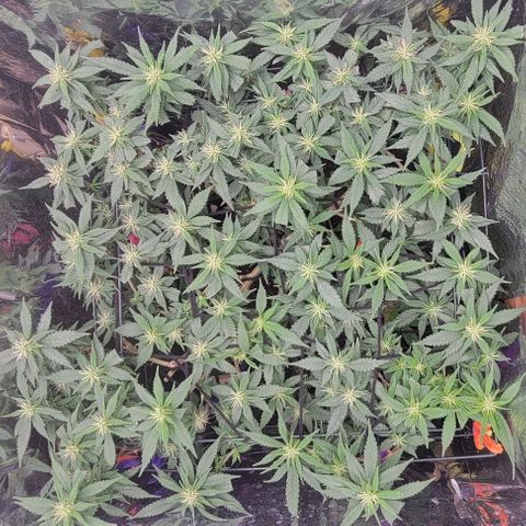 Sky OG. growlog timeline photo