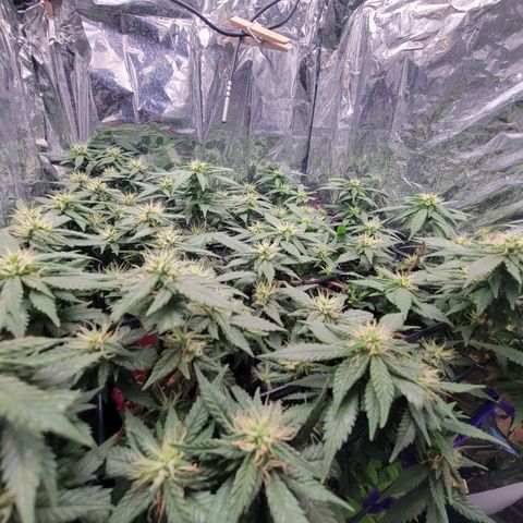 Sky OG. growlog timeline photo