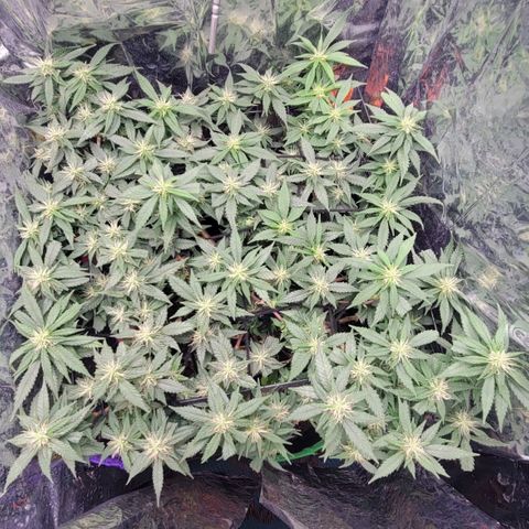 Sky OG. growlog timeline photo