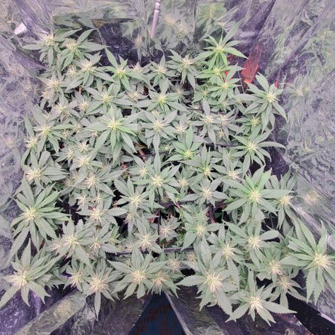 Sky OG. growlog timeline photo