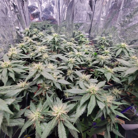 Sky OG. growlog timeline photo