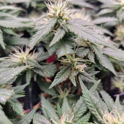 Sky OG. growlog timeline photo