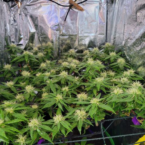 Sky OG. growlog timeline photo