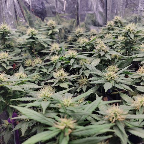 Sky OG. growlog timeline photo