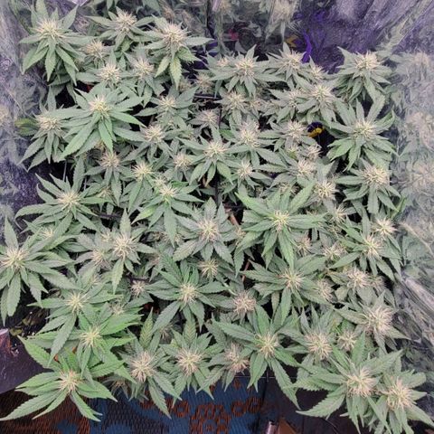 Sky OG. growlog timeline photo