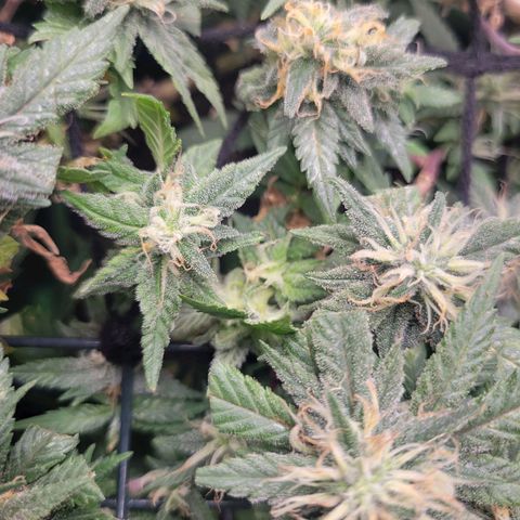 Sky OG. growlog timeline photo