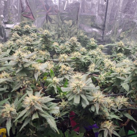 Sky OG. growlog timeline photo