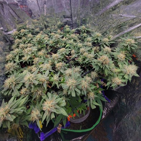 Sky OG. growlog timeline photo