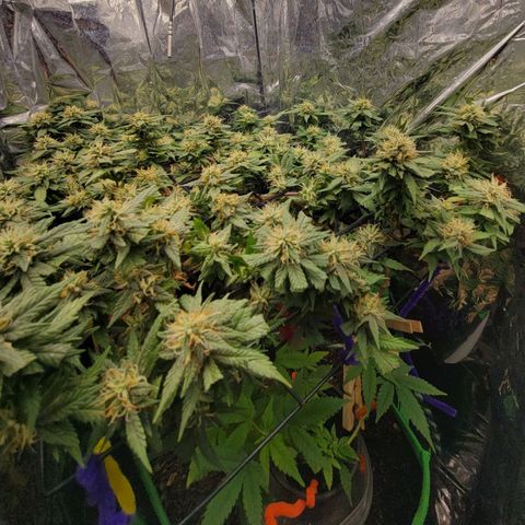 Sky OG. growlog timeline photo