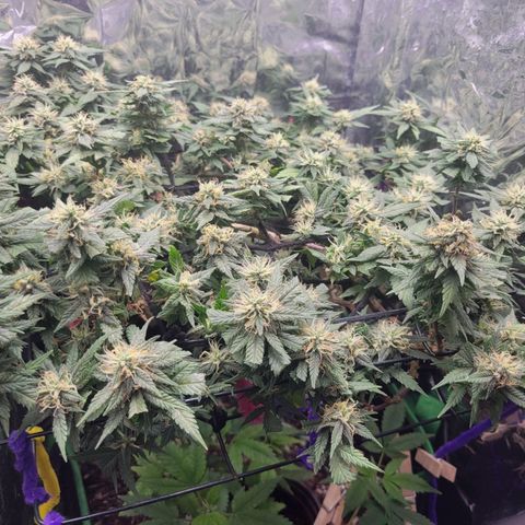 Sky OG. growlog timeline photo