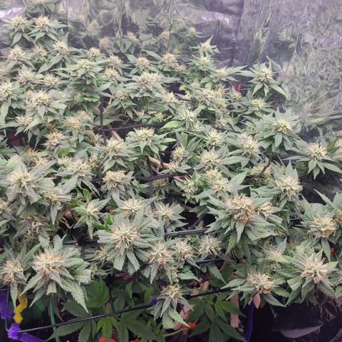 Sky OG. growlog timeline photo