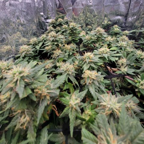 Sky OG. growlog timeline photo