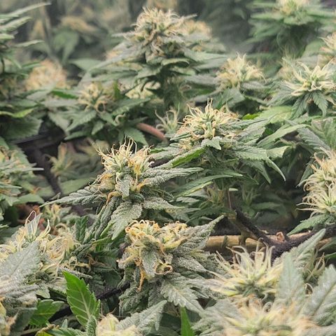 Sky OG. growlog timeline photo