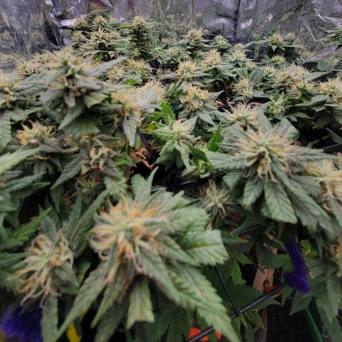 Sky OG. growlog timeline photo