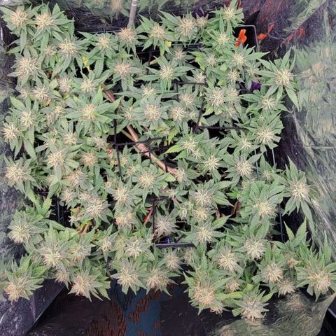Sky OG. growlog timeline photo