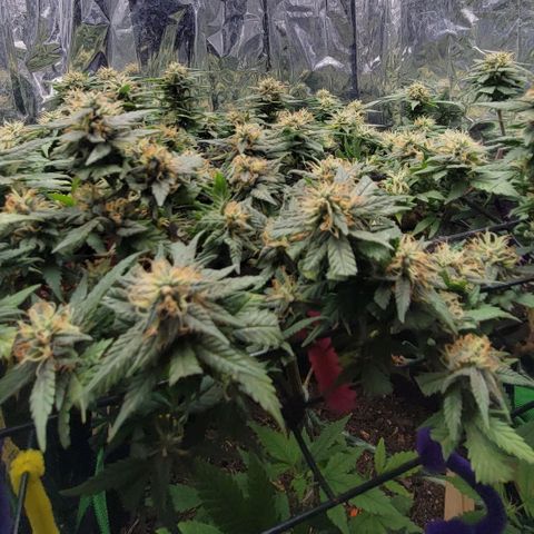 Sky OG. growlog timeline photo
