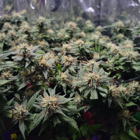 Sky OG. growlog timeline photo