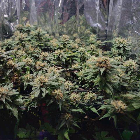 Sky OG. growlog timeline photo
