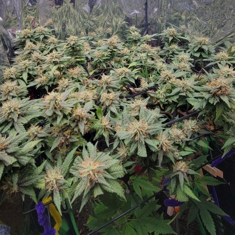 Sky OG. growlog timeline photo