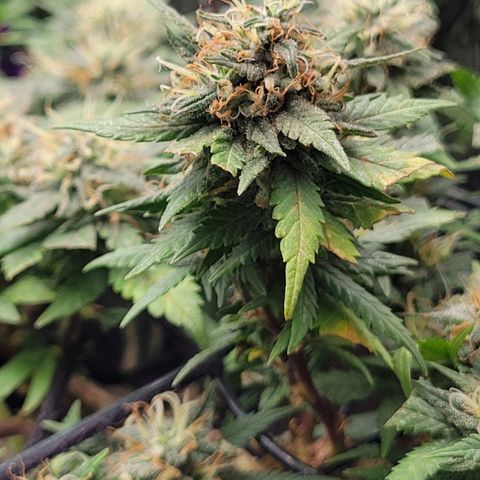 Sky OG. growlog timeline photo