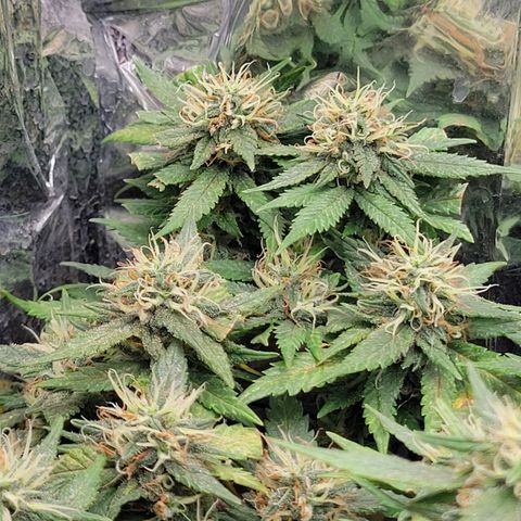 Sky OG. growlog timeline photo