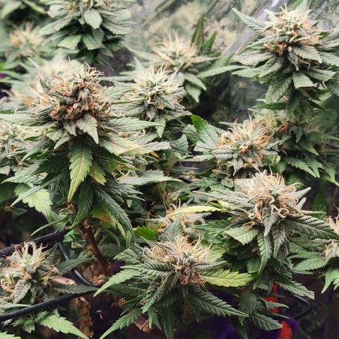 Sky OG. growlog timeline photo