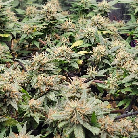 Sky OG. growlog timeline photo