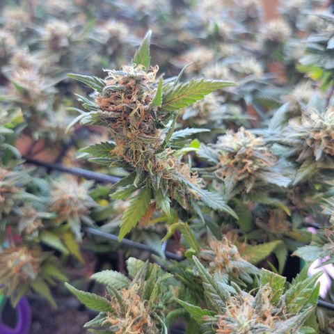 Sky OG. growlog photo: 13 days to go! 
10 days with the light cycle and 3 days of darkness before the chop! 
Did a very light trim on some of the yellow leaves everything else super sticky and frosty. 
