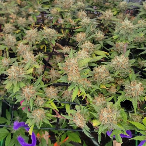 Sky OG. growlog photo: 13 days to go! 
10 days with the light cycle and 3 days of darkness before the chop! 
Did a very light trim on some of the yellow leaves everything else super sticky and frosty. 