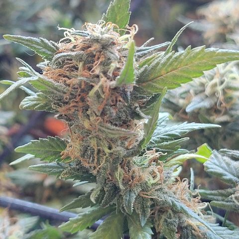 Sky OG. growlog photo: 13 days to go! 
10 days with the light cycle and 3 days of darkness before the chop! 
Did a very light trim on some of the yellow leaves everything else super sticky and frosty. 